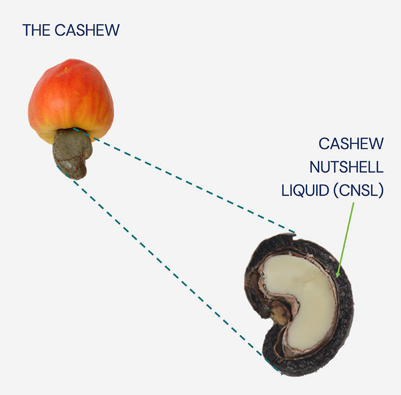 Inside of the cashew nutshell with an arrow pointing to where the CNSL is extracted from.